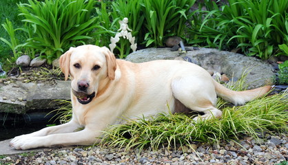 labrador with ball