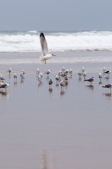 gaviotas