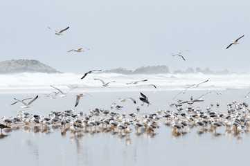 gaviotas