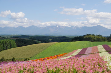 美瑛 四季彩の丘