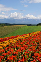 美瑛 四季彩の丘