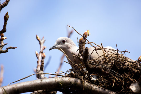 Dove with egg on nest
