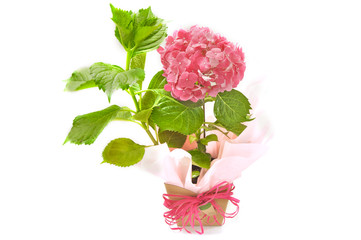 pink hydrangea bouquet vase on white background