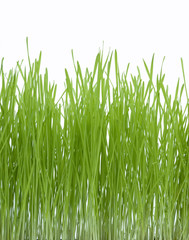 Obraz premium Green Grass