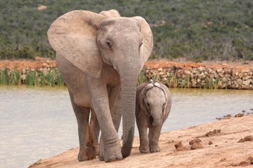 Elephant Baby and Mother