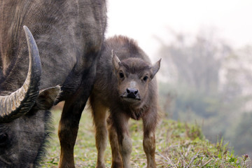 Kalb eines Wasserbüffels