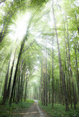 Naklejka premium Forest