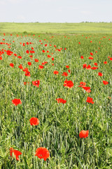 Fototapeta premium field of wheat and red poppies