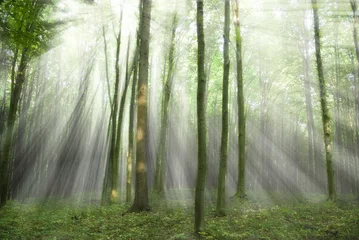 Foto op Plexiglas Forest © Andrey Volokhatiuk