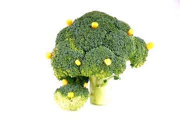 broccoli trees - growth and fruit
