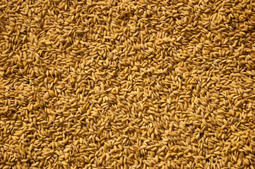 Drying rice