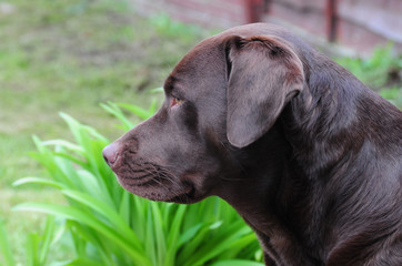 side view labrador