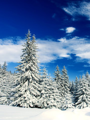 Obraz premium Winter Forest