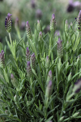 Lavendel
