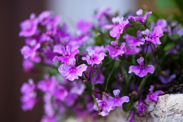 Fototapeta premium One of the first spring flowers has blossomed
