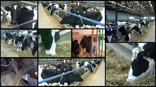 Dairy Farm Cows - Montage