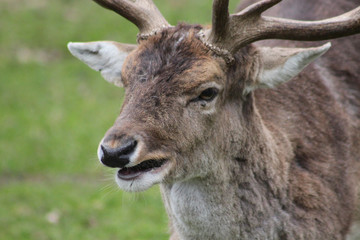 Hirschbock / Damwild - Tierportrait