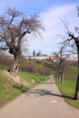 The View on  Prague's gothic Castle