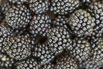 Background many black berries of blackberry