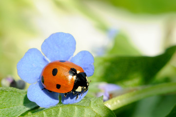 Marienkäfer