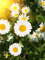 Flowers  camomiles