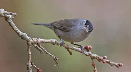 Blackcap, Sylvia atricapilla