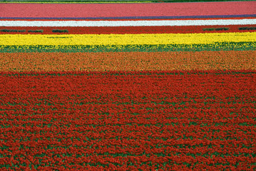 Obraz premium Keukenhof, Lisse, Zuid-Holland, Netherlands