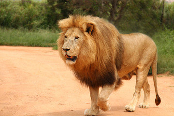Lion d& 39 Afrique avec crinière
