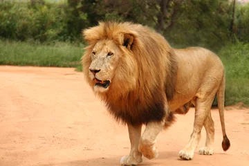 Photo sur Plexiglas Anti-reflet Afrique du Sud Lion d& 39 Afrique avec crinière