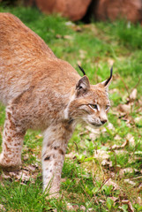 Luchs