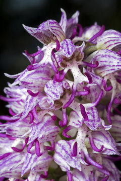 Monkey Orchid, Orchis Simia