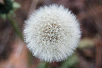 Dandelion