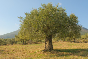 Old olive tree
