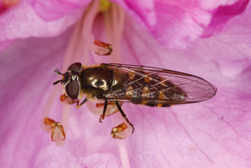 Platycherius albimanus hoverfly on pink flower sitting on stylus