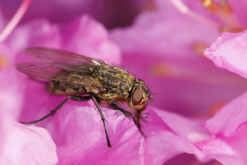 Hairy cluster-fly (Pollenia rudis) on pink flower