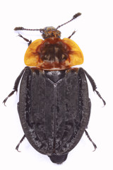 Oceoptoma thoracica carrion beetle isolated on white background