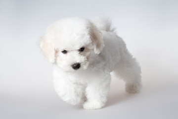 bichon puppy