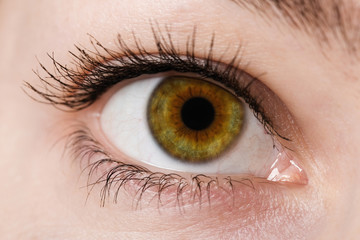 human eye