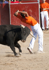Fighting bull