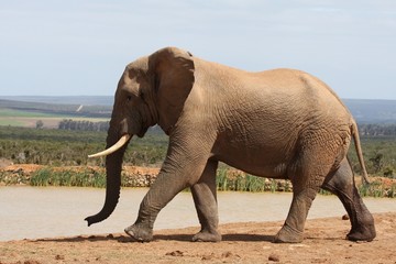 Fototapeta na wymiar African Elephant in Musth