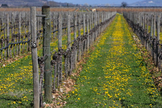 vigna primaverile