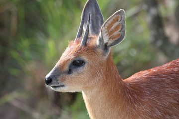Grysbok Antelope