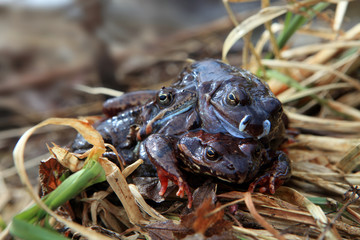 Krötenpaarung - mating toads