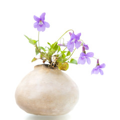 Viola canina (Heath Dog-violet; Heath Violet) flowers in a hand-