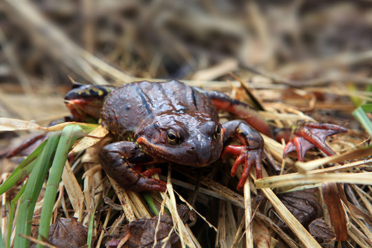 Rotbauchunke - Firebelly Toad - Bombina Bombina