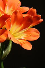 macro fleur de clivia