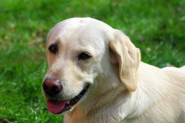 Labrador
