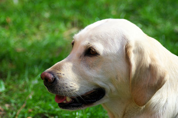 träumender Labrador