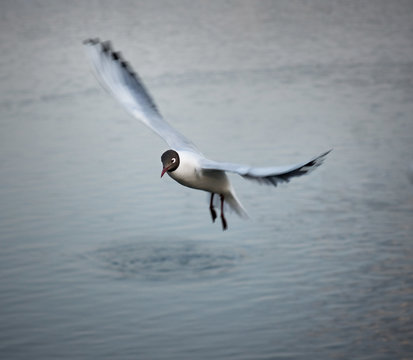 Black-headed gull