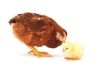 Brown hen and chick